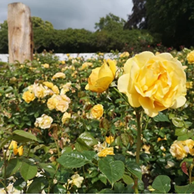Castlebank Rose Garden