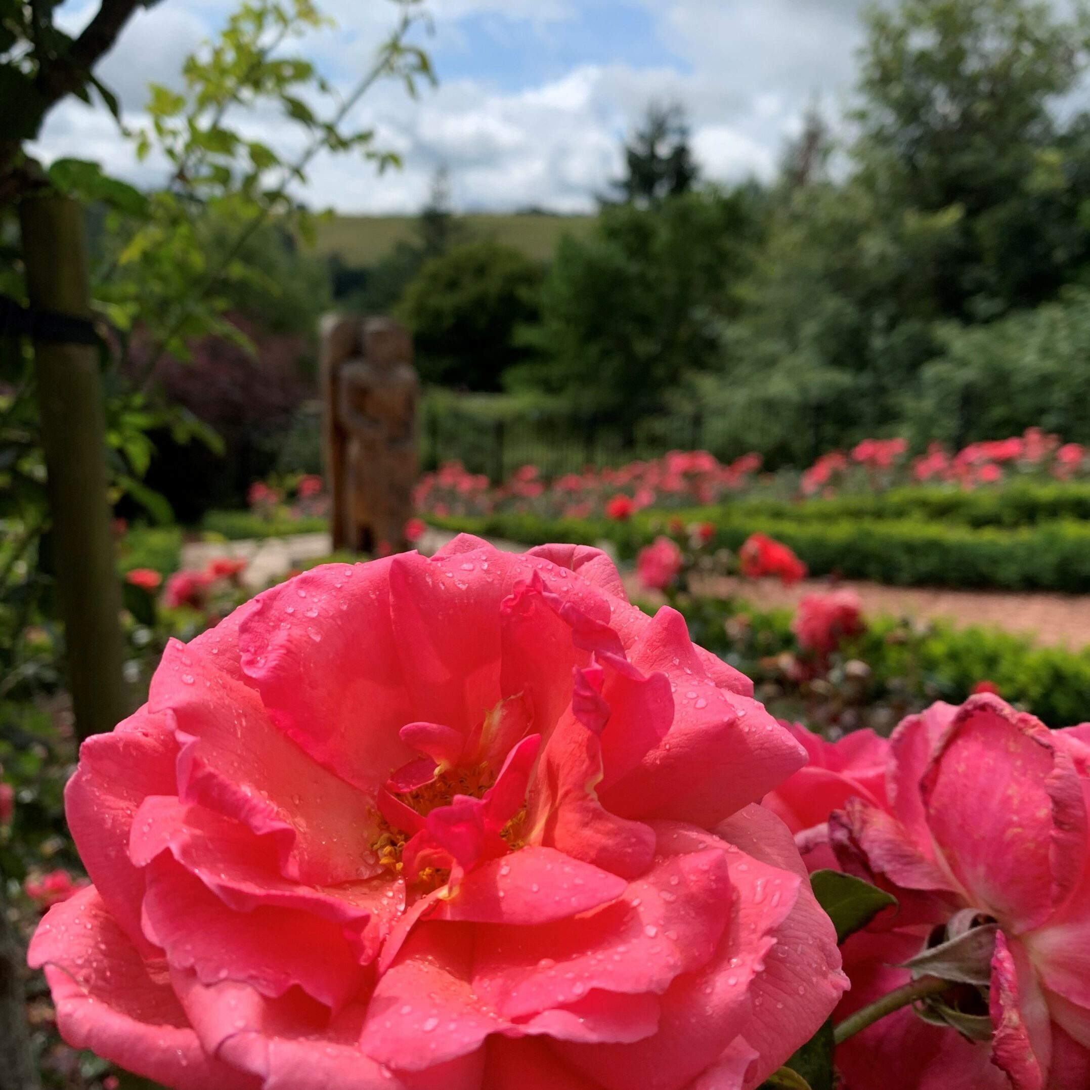 Wallace Rose Garden