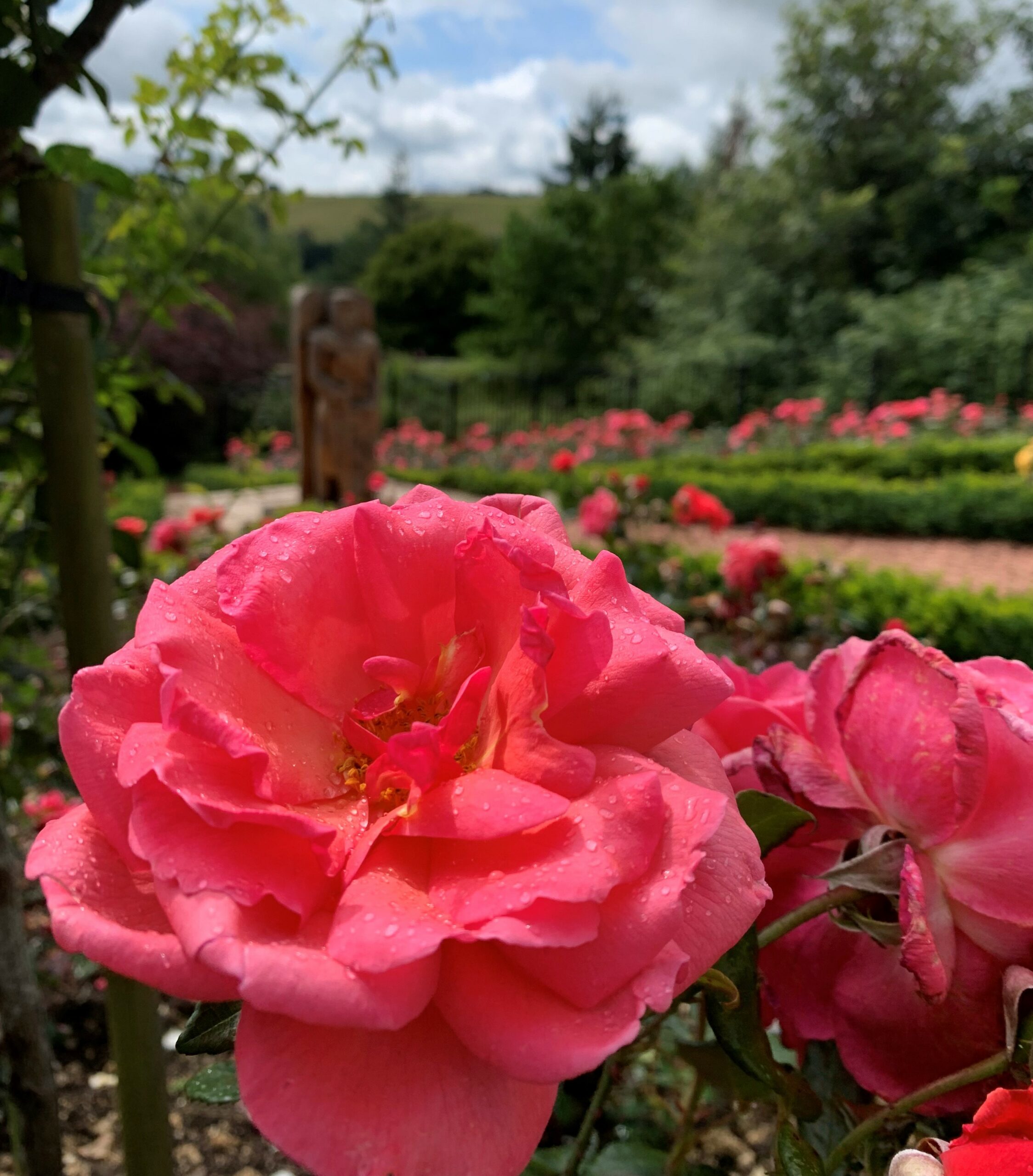 Wallace Rose Garden